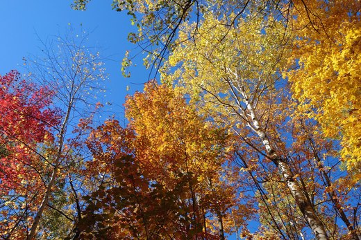 fall colors in memorial park, wi photographed by Scott Gilbertson