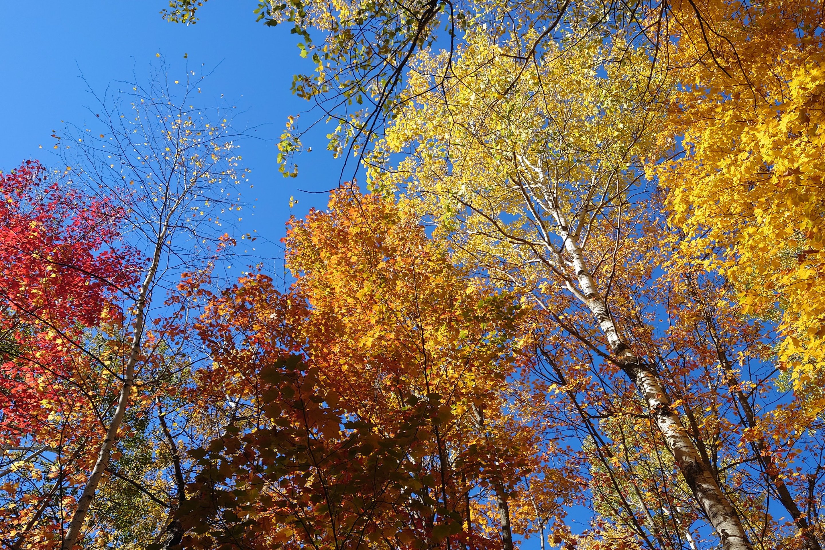 fall colors in memorial park, wi photographed by luxagraf