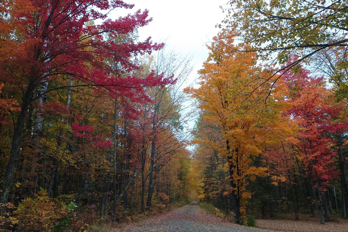 fall colors in memorial park, wi photographed by luxagraf