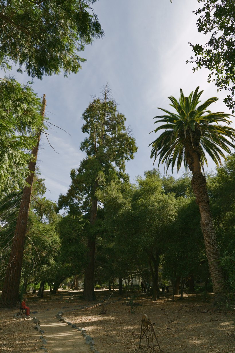 sequoia tree next to a palm tree photographed by Scott Gilbertson