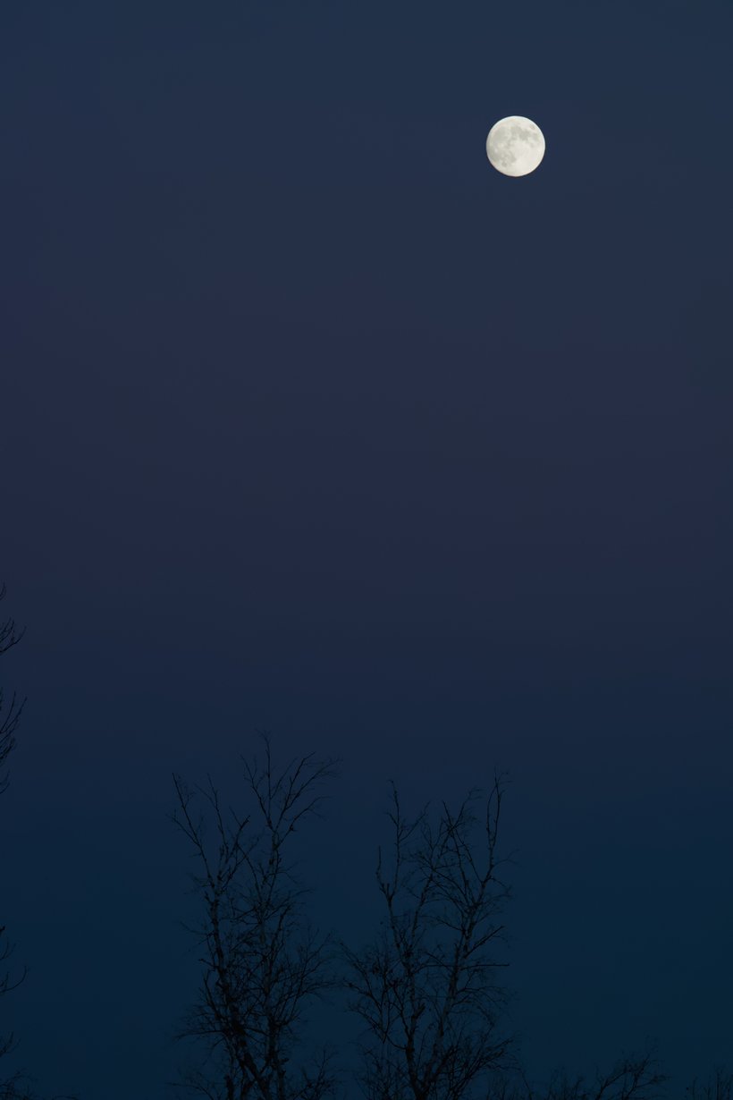 Moon rise through the trees photographed by Scott Gilbertson