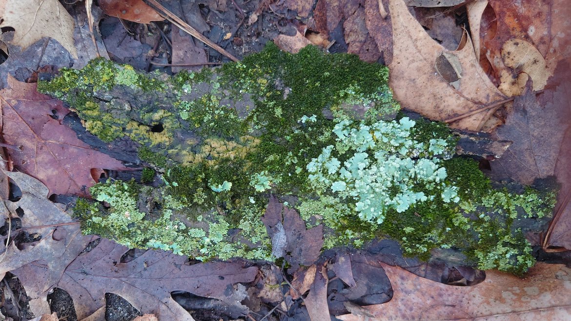 moss and lichens on a piece of pine bark photographed by Scott Gilbertson