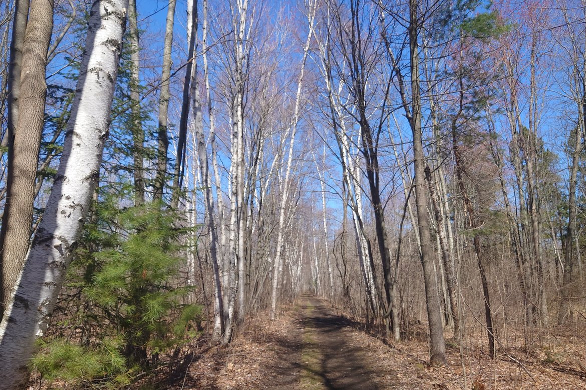 bare trees beginning to leaf out in the wisconsin woods photographed by Scott Gilbertson