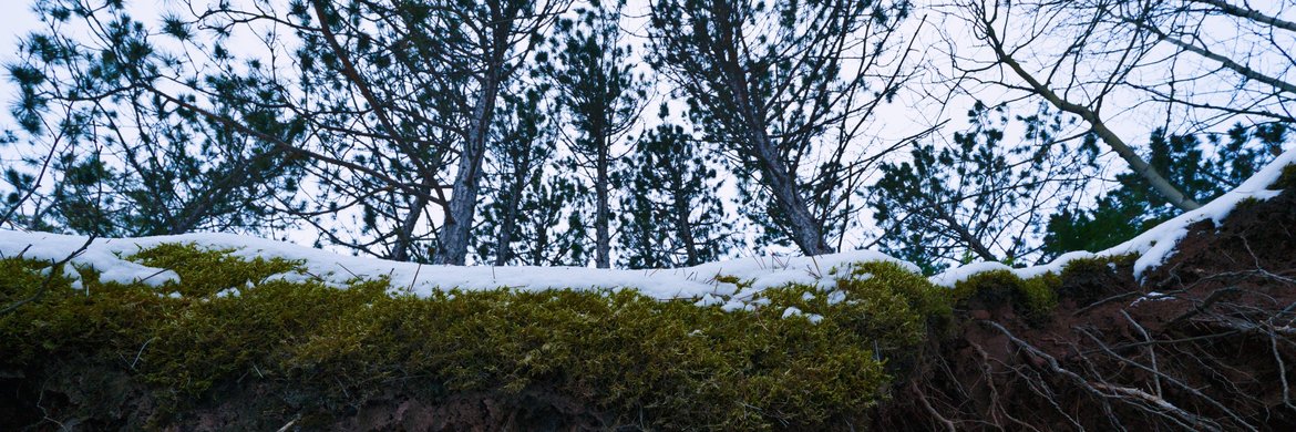 moss, snow, trees photographed by Scott Gilbertson