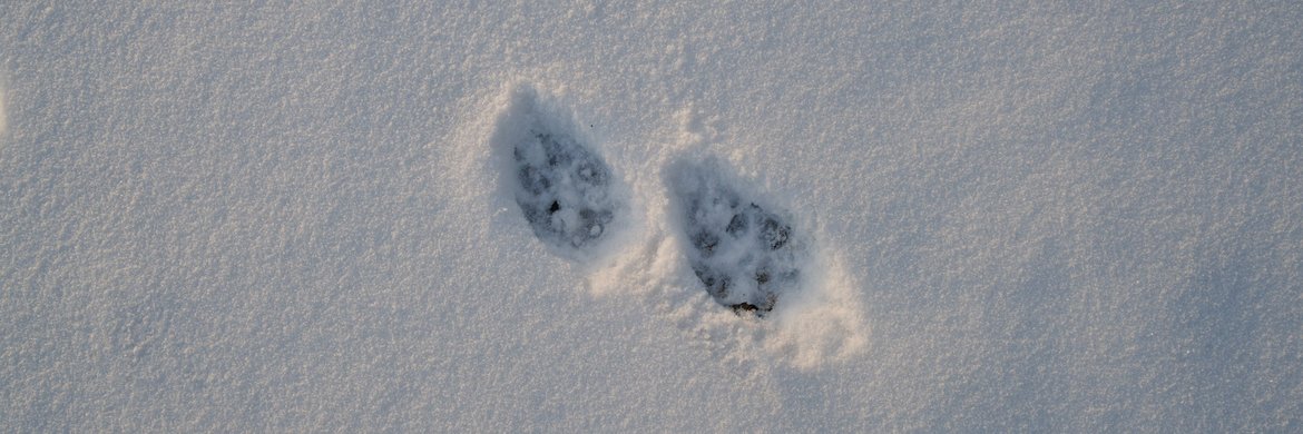 Coyote tracks in the snow photographed by Scott Gilbertson