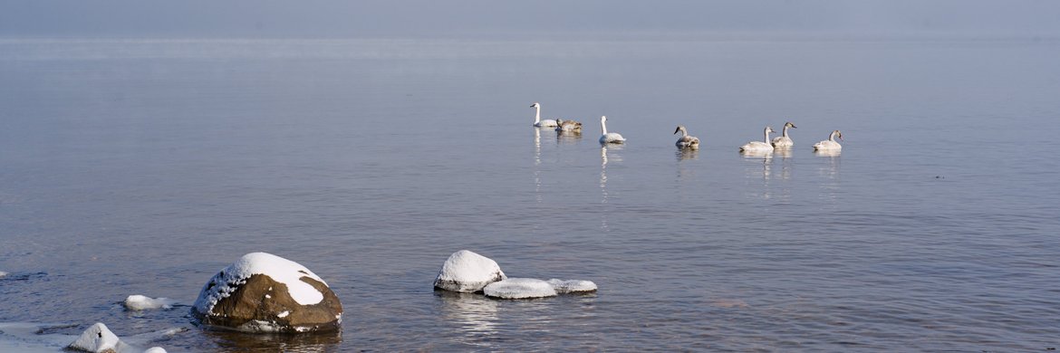 swans swimming in the icy waters of lake superior photographed by Scott Gilbertson