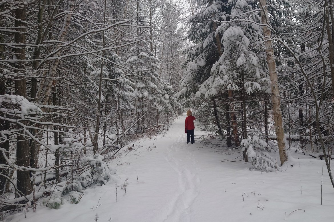 fresh snow on the woods photographed by Scott Gilbertson