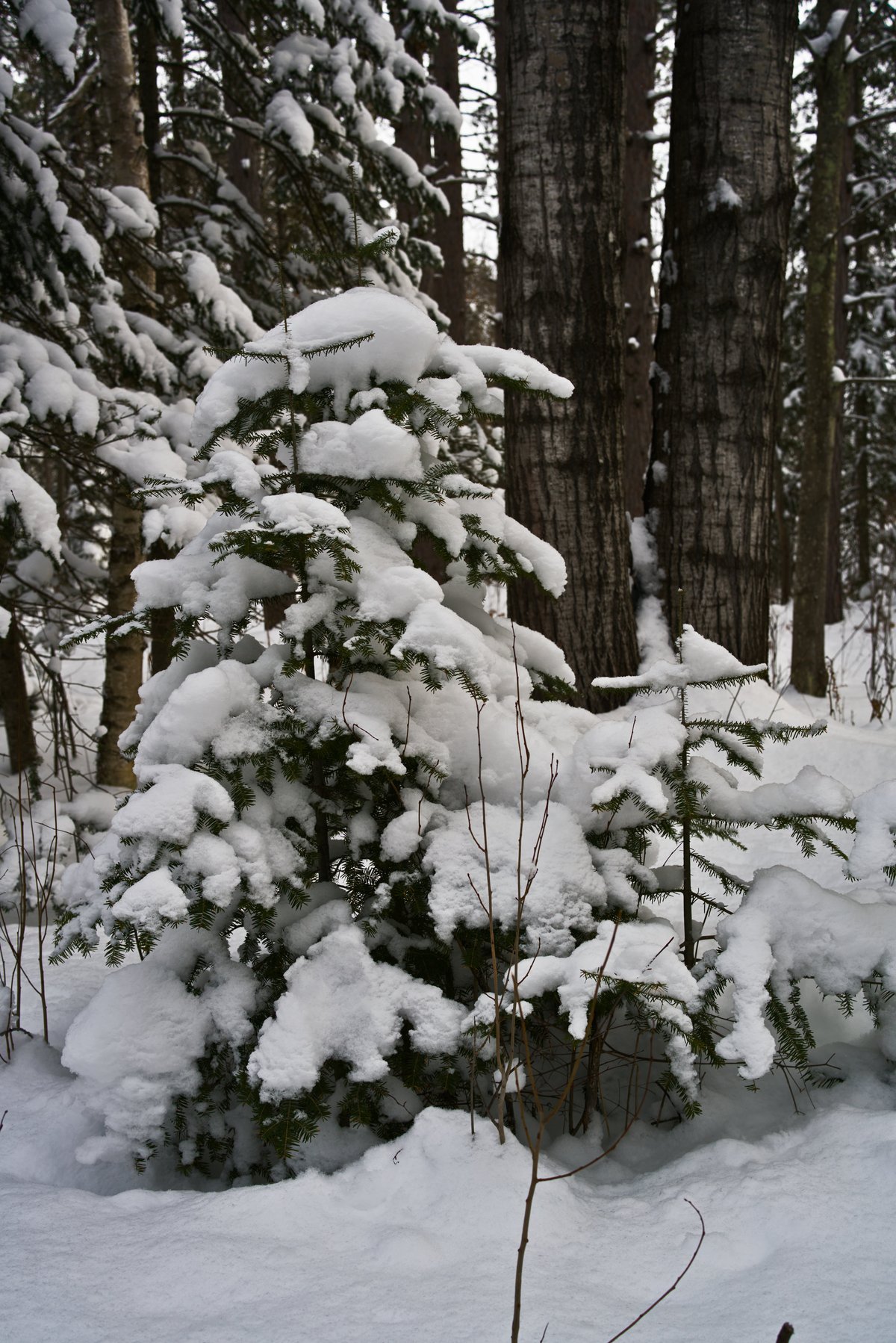 snow on trees by Scott Gilbertson