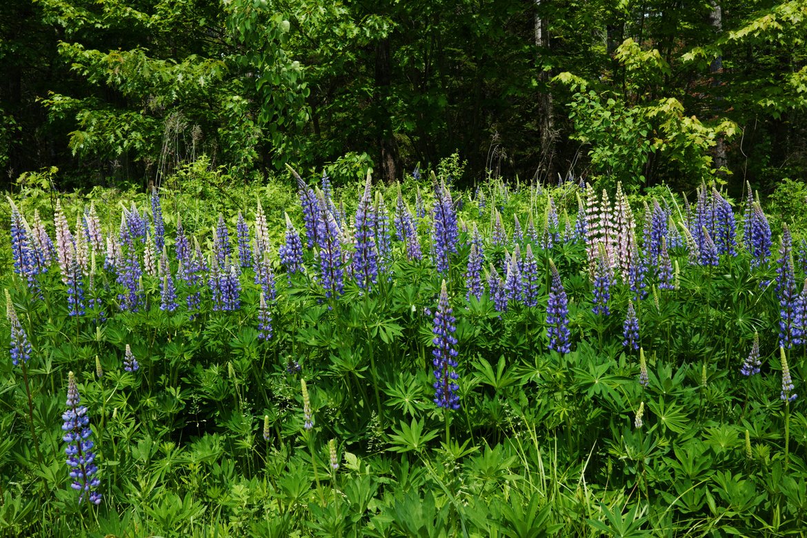 roadside lupines on a bike ride photographed by Scott Gilbertson