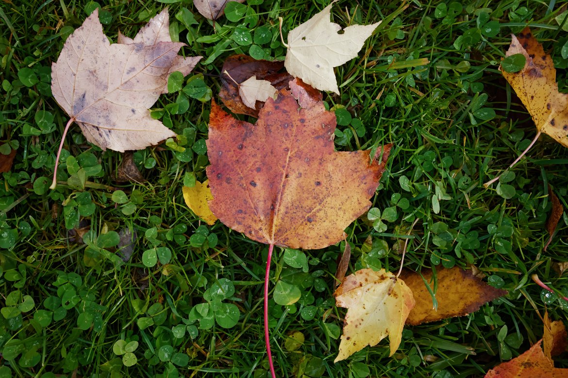 red leaf on green grass photographed by Scott Gilbertson