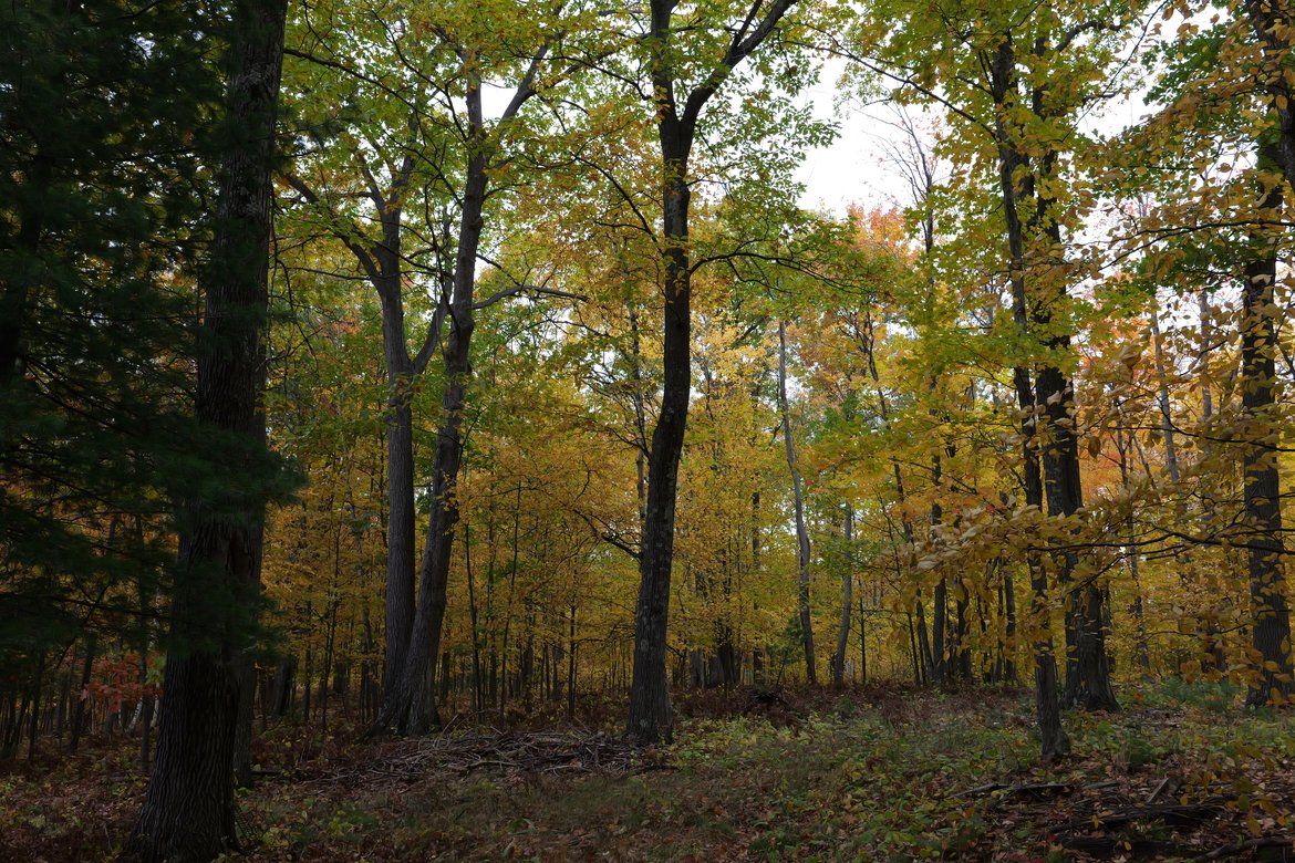 yellow leaves of the forest photographed by Scott Gilbertson