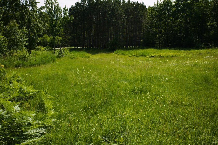 another meadow at our new house by Scott Gilbertson