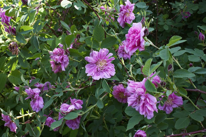 flowers out the backdoor by Scott Gilbertson