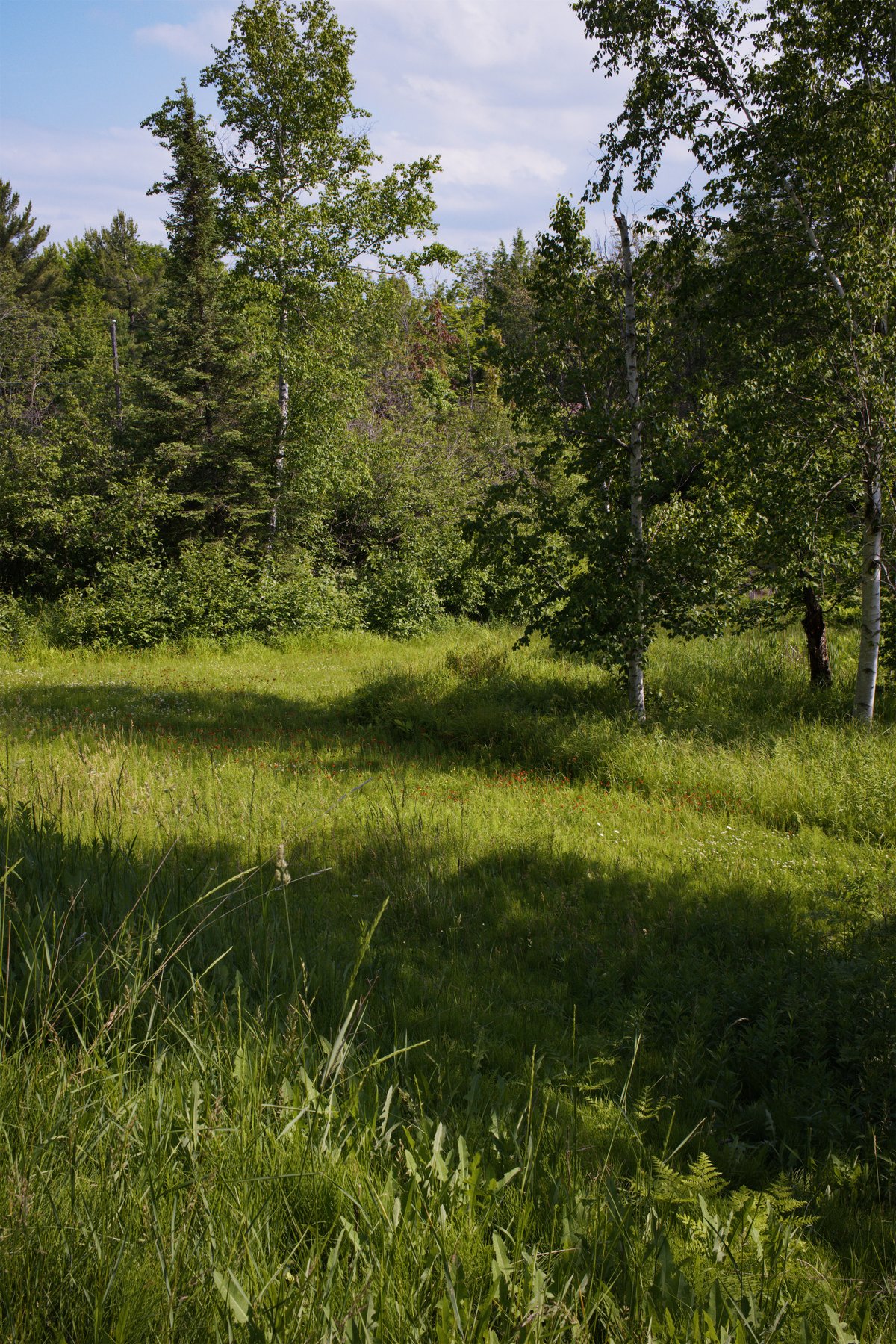 Another view of the meadow by Scott Gilbertson