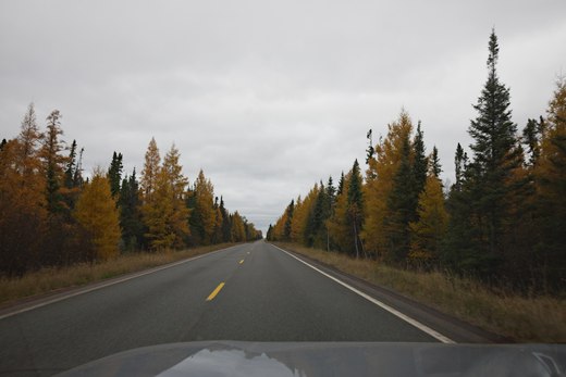 the road north lined with larch trees photographed by Scott Gilbertson