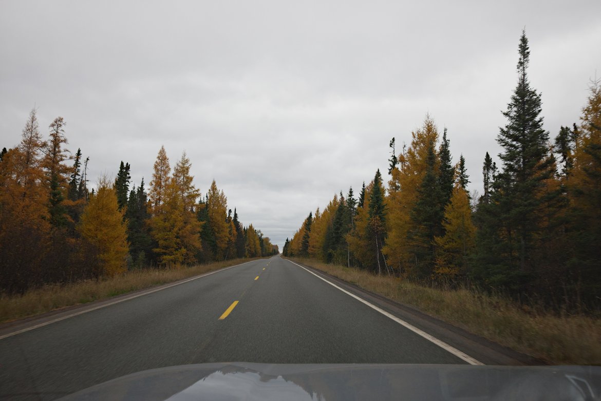 the road north lined with larch trees photographed by luxagraf