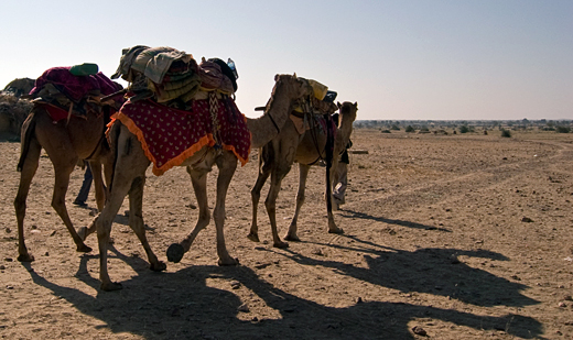 On a Camel With No Name