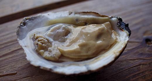 Consider the Apalachicola Oyster