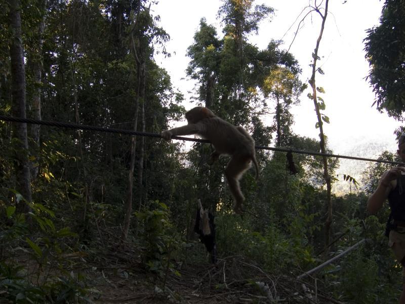 Laos_Gibbon Experience_1_21-23_06_54