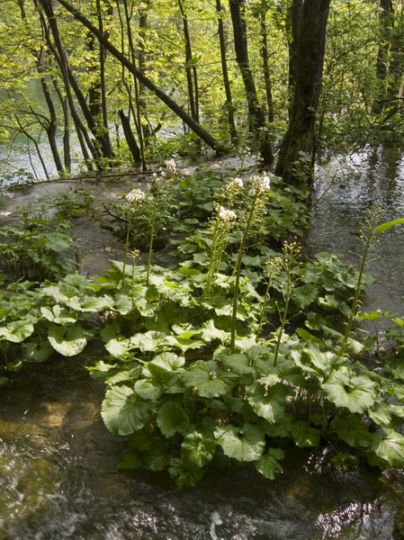 Croatia_Lake Plitvice_5_10_06_07