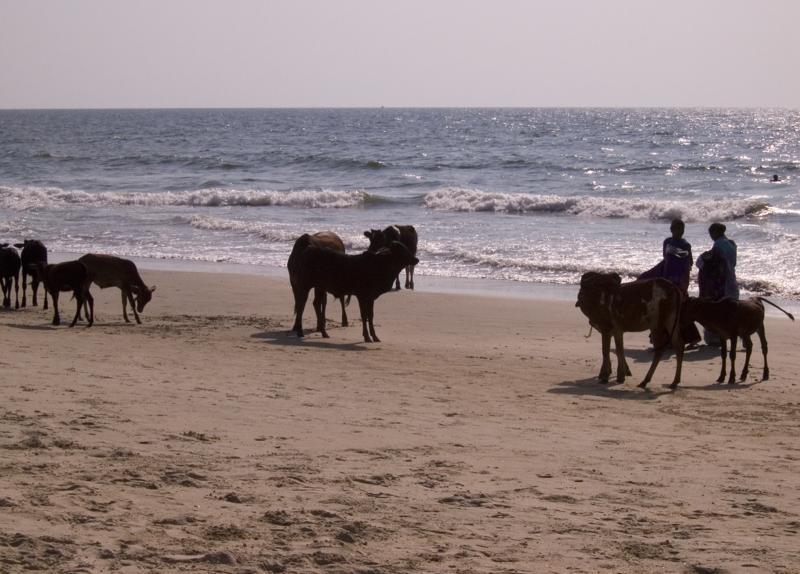 India-Colva Beach Goa_46