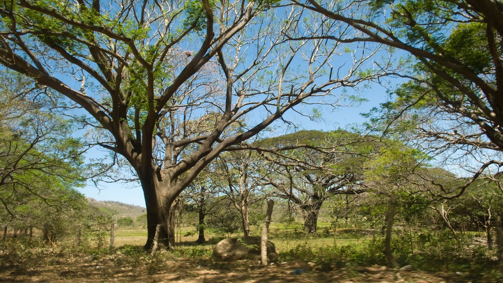 San Juan Del Sur - Trees