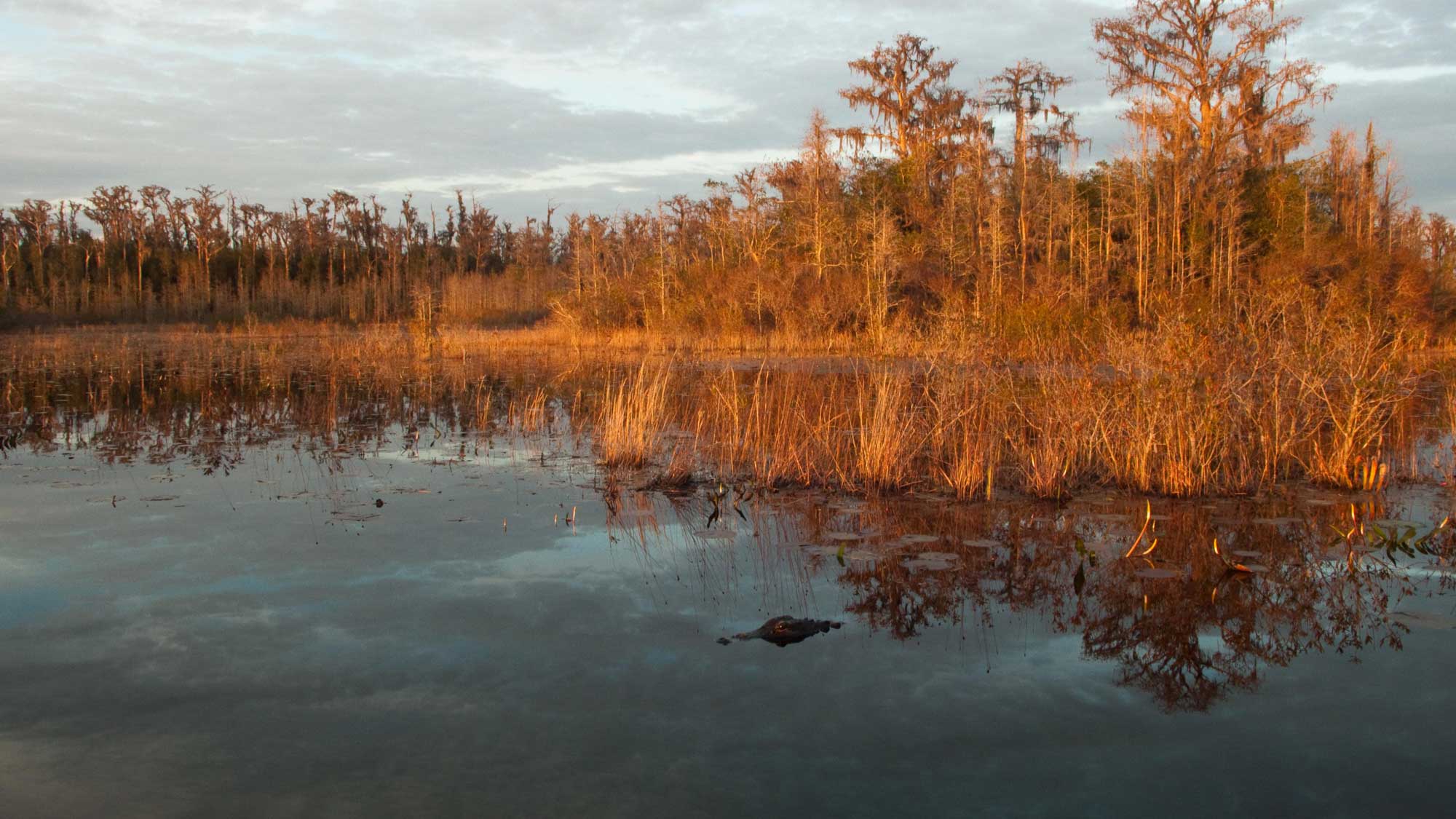 Okefenokee Swamp Luxagraf Photos   4425256397x2 