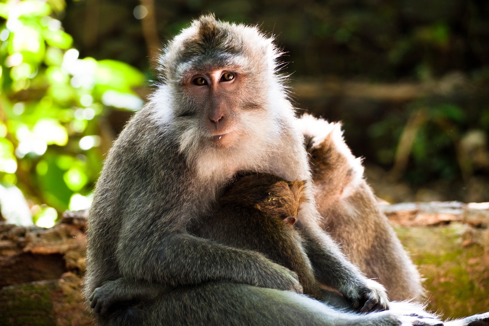 Macaque Babies