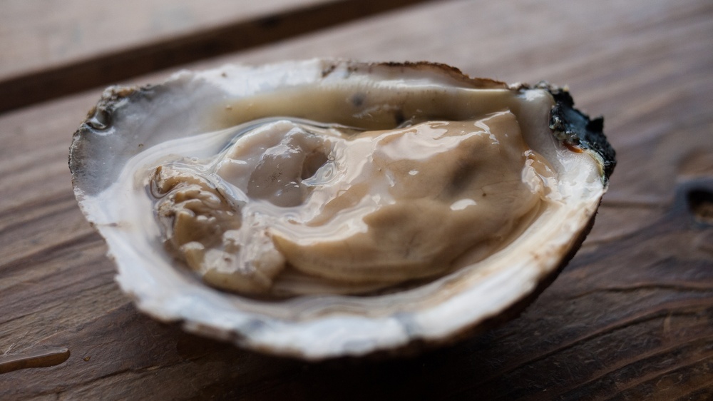 Apalachicola Oyster